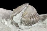 Wide, Enrolled Flexicalymene Trilobite In Shale - Ohio #72025-3